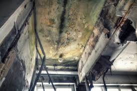 Why You Should Choose Our Mold Remediation Services in North Royalton, OH